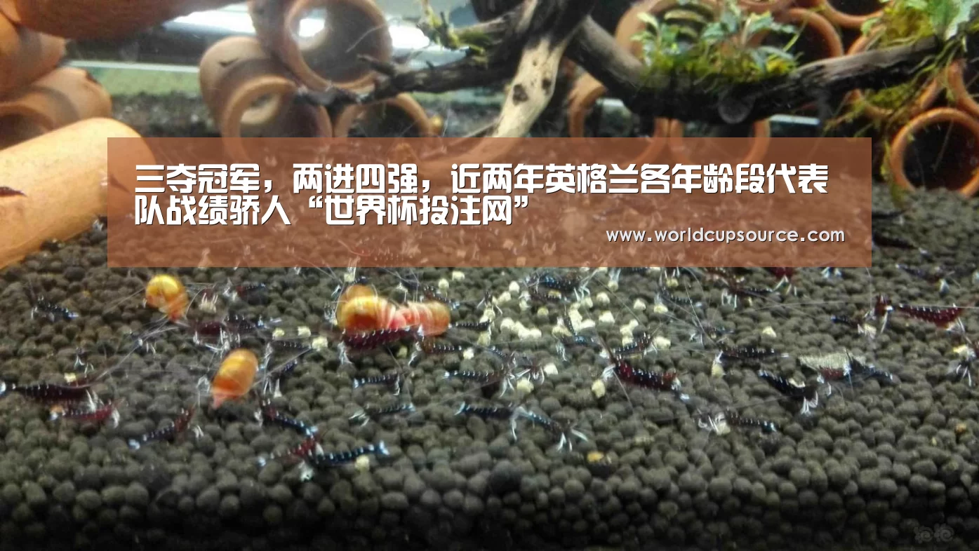 三夺冠军,两进四强,近两年英格兰各年龄段代表队战绩骄人“世界杯投注网”(图1) 世界杯下注官网