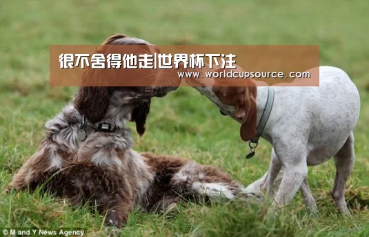 世界杯投注网